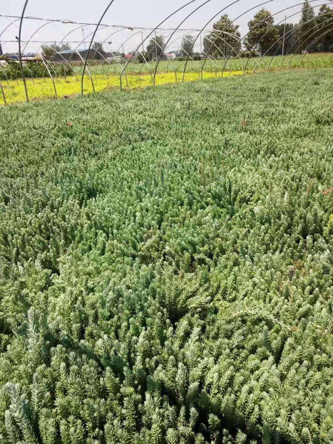 松塔景天種苗種植基地實(shí)拍圖