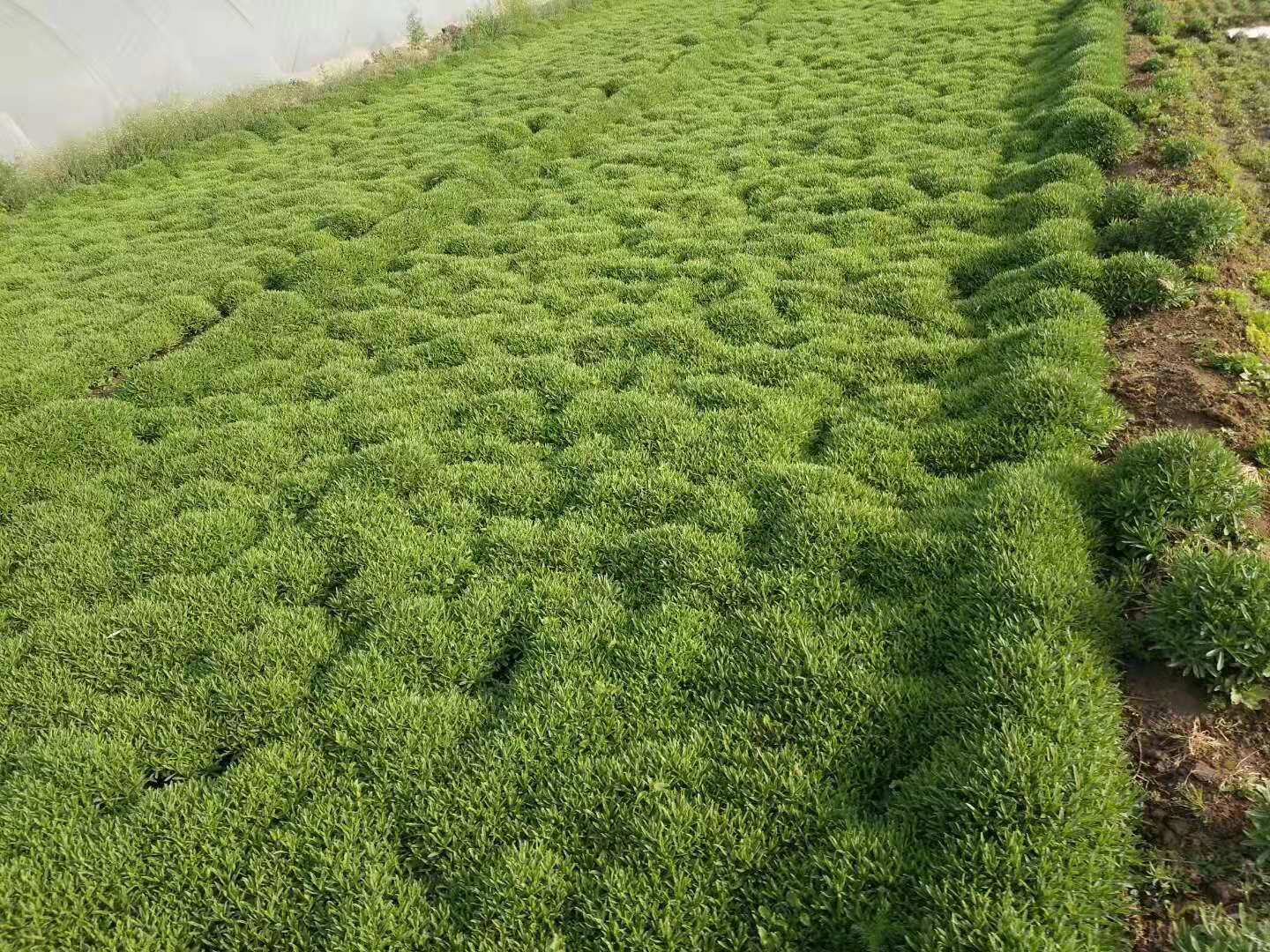 長葉三七種苗種植基地實拍圖