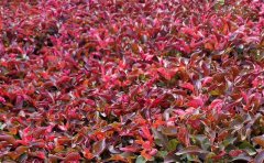 <b>五色草紅草-五色草種植技術注意事項及應用場景</b>