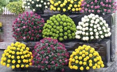 <b> 乒乓菊種苗批發(fā)價格-乒乓菊種植和養(yǎng)護(hù)技術(shù)</b>