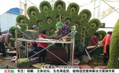 <b>五色草在五色草花壇造型及園林景觀中的應用</b>