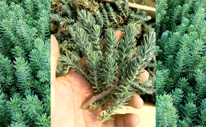 手拿著松塔景天種苗實(shí)拍圖片