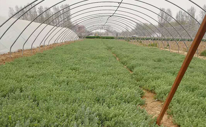 室外松塔景天種苗種植基地全貌實(shí)拍圖片
