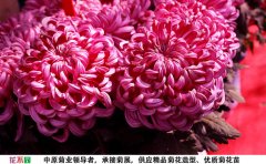 國(guó)華強(qiáng)大