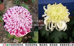 獨(dú)本菊