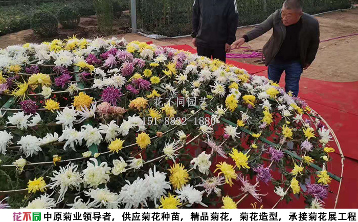 大立菊菊花造型設(shè)計(jì)方案