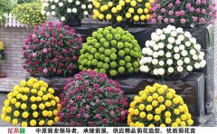 <b>菊花種苗多少錢(qián)一株</b>