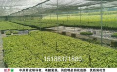 <b>開(kāi)封菊花苗銷(xiāo)售基地</b>