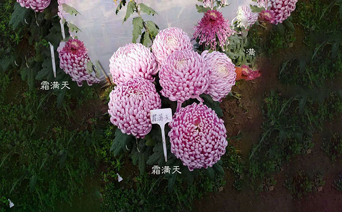 獨(dú)本菊霜滿天照片