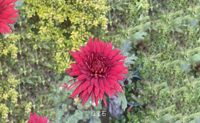 獨(dú)本菊品種紅寶石照片