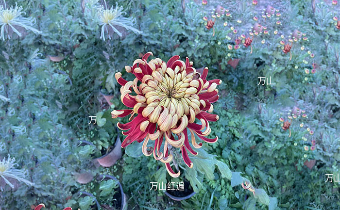 獨(dú)本菊品種金背大紅實(shí)拍照片