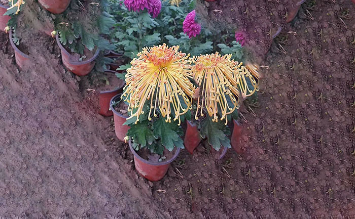 獨本菊品種金魚騰飛實拍照片