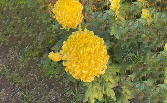 獨本菊品種大黃花實拍照片