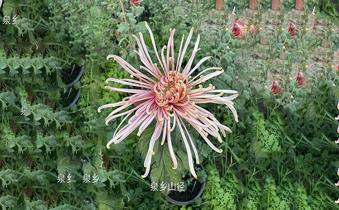 獨本菊品種泉鄉(xiāng)山徑實拍照片