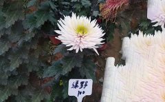 獨本菊和多頭菊的區(qū)別