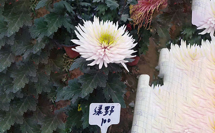 獨(dú)本菊品種綠野照片