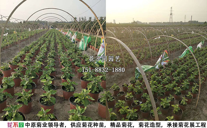 花不同園藝獨(dú)本菊基地照片