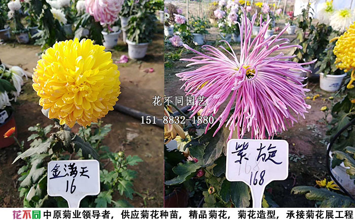 獨本菊品種照片