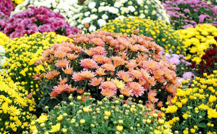 開花的五顏六色的國(guó)慶菊