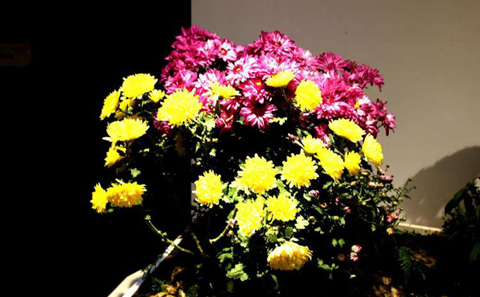 菊花苗圃基地實(shí)拍-優(yōu)質(zhì)種苗培育環(huán)境