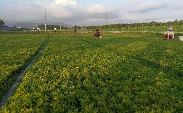 五色草種苗質量檢測流程實拍