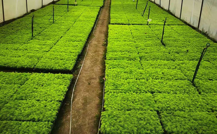 五色草綠化帶模塊化種植與智能滴灌系統(tǒng)應用圖解