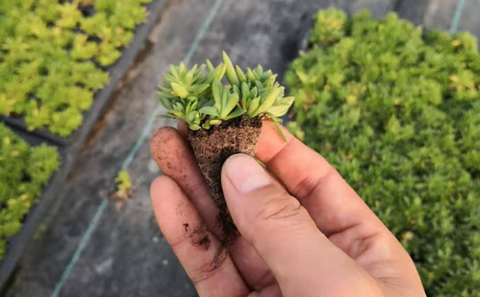 新品種形態(tài)特征展示 矮生五色草種苗性狀對比圖