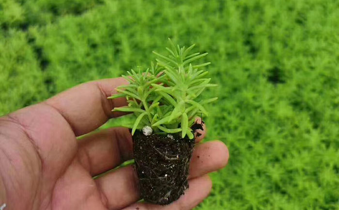 花不同園藝五色草種苗ISO9001質(zhì)量認(rèn)證標(biāo)識