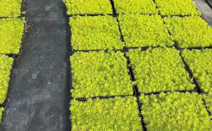 方盤金葉佛甲草容器苗自動(dòng)化生產(chǎn)線實(shí)拍