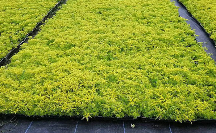 花不同園藝金葉佛甲草自動化生產(chǎn)線