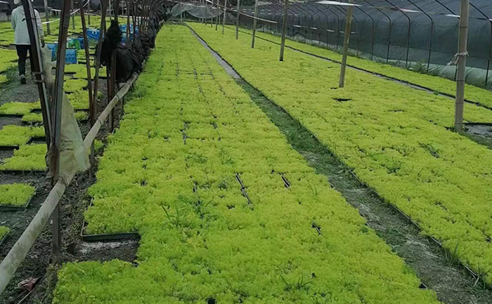 金葉佛甲草工程應(yīng)用效果對比圖